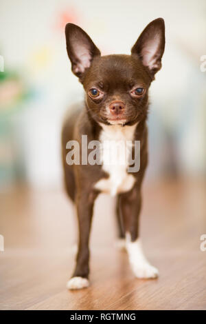 Une race de chien chihuahua brun se tient sur le sol, close-up portrait Banque D'Images