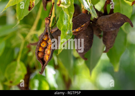 Les coupelles de semences de l'arbre Kurrajong ou bouteille (Brachychiton populneus) Banque D'Images