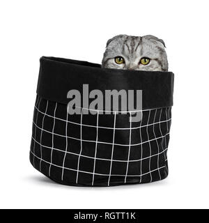 Beau jeune chat Scottish Fold silver tabby kitten assis dans le papier noir sac avec modules EUE juste peeping, regardant par-dessus le bord. Looking at camera Banque D'Images