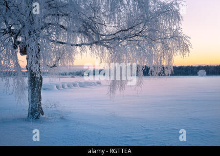 Superbe paysage d'hiver avec la lumière du matin et frosty tree en Finlande Banque D'Images