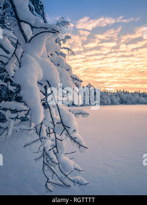 Close up de couvert de neige des branches avec le lever du soleil et de la lumière du matin à l'hiver en Finlande Banque D'Images