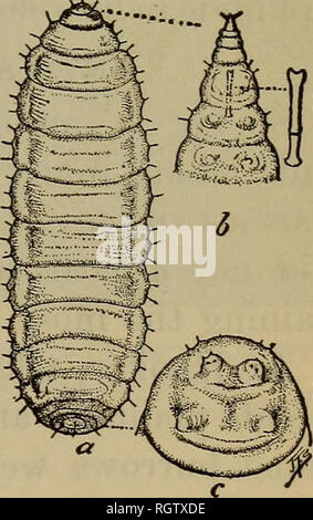 . Bulletin. Les insectes ; les insectes nuisibles ; entomologie ; insectes ; les insectes nuisibles ; l'entomologie. Divers ennemis. 135. Les oiseaux. Nombre d'immenses oiseaux dévorent le grain du printemps-APHIS. Miss Margaret Morse, de l'Université Clark, a eu la gentillesse de faire quelques expériences pour nous à l'alimentation des cailles de Toxoptera. Elle a appris qu'ils sont très friands de l'aphidids et estime qu'environ 5 000 ont été mangé par un Toxoptera caille unique en un jour, la préférence affichée pour ceux qui étaient non parasités. M. W. L., Human Life by Sylvester Graham de la Commission biologique du ministère de l'Agriculture des États-Unis, Banque D'Images