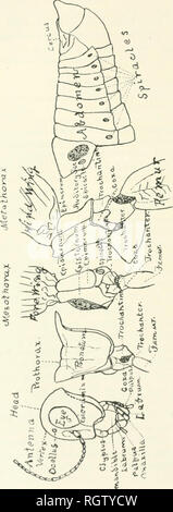 . Bulletin - American Museum of Natural History. Histoire naturelle ; la science. Bulletin 25 American Museum of Natural History. [Vol. J', rVA o^^^ * -n 0 ^ ^ ^ 0 L&gt ;^ J.--4S &lt;â * (  T *v- I-'.V &Lt ; ?- 1 n. Â &Lt ;-o "3   o &AMP ; d u. &Amp ; / j C. J. Veuillez noter que ces images sont extraites de la page numérisée des images qui peuvent avoir été retouchées numériquement pour plus de lisibilité - coloration et l'aspect de ces illustrations ne peut pas parfaitement ressembler à l'œuvre originale.. American Museum of Natural History ; Allen, J. A. (Joel Asaph), 1838-1921. New York [American Museum of Natural H Banque D'Images