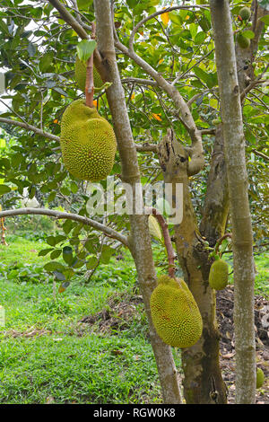 Durian fruit sur poussant sur un arbre près de Can Tho dans le Delta du Mékong du Vietnam Banque D'Images