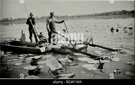 . Bulletin. Histoire naturelle ; l'histoire naturelle. Août 1941 BELLROSE : CANARD F003 271 plantes lac ou marais. Bien qu'un en- crease ot quelques pouces dans le niveau d'eau n'a pas de dommage à la rivière timide, il ne peut pas tolérer l'eau 20 ou plusieurs pouces de profondeur pendant la période de croissance. Au bord du lac Chautauqua, parce que de 10 à 18 eaux stabilisée à 80 cm de profondeur, rivière timide a depuis 1*5. ?S diminue chaque année. Marsh renouée. fig. 25 et 26, et les plantes doivent être coupés juste avant la période de débit- ering, avant que les plantes produisent des graines. Avec Lotus, la floraison n'est pas us- ually se produire avant qu'APR Banque D'Images