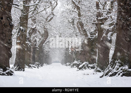 Chemin de campagne bordée de 200 ans de châtaigniers (Castanea sativa) recouvert de neige durant l'hiver de neige Banque D'Images