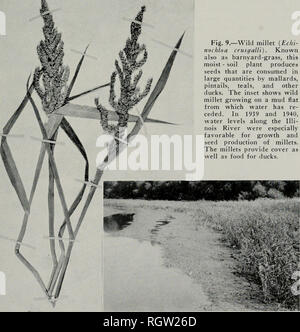 . Bulletin. Histoire naturelle ; l'histoire naturelle. Août, 1959 Anderson : Les habitudes alimentaires de canards migrateurs sauvages 331 mil, fig. 9, au troisième rang parmi les plantes alimentaires indigènes sauvages en pourcentage du total des matières organiques de l'ensemble de la GIZ canard- zards examinés, tableau 38. Bien que sa présence était inégale dans l'Illinois et du Mississippi River Valleys dans les années de l'étude, il s'est classé cinquième dans la se produire- rence index de pourcentage, tableau 37. Au cours de 1939 et 1940, les conditions de niveau d'eau dans certaines régions ont été très favorables pour la croissance et l'ant luxuri- la production de semences de millet lourds (Bellrose, 1941:253). Graines de la Banque D'Images