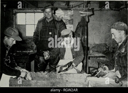 . Bulletin. Histoire naturelle ; l'histoire naturelle. Août, 1959 Anderson : habitudes alimentaires de 291 canards migrateurs. Fig. 2.-picking canards à un club de chasse dans la vallée de la rivière de l'Illinois. Gésiers de canard ce culifM de ted et d'autres clubs semblables a fourni la plupart du matériel sur lequel la présente étude est fondée. Les canards étaient habillés, chaque gésier a été placé dans un bocal contenant une solution de formaldéhyde et portant une étiquette imprimée qui annonce l'espèce de canard représentés. Près de 5 000 gésiers représentant 17 espèces de canards ont été recueillies. Tableau 1.-Nombre de gésiers d'oiseaux aquatiques recueillis dans l'Illinois, 1938-1940, Banque D'Images