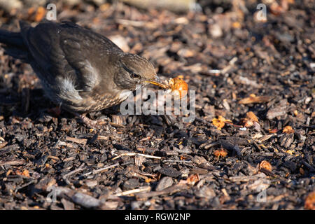 Une femelle adulte Blackbird tenant une pomme de crabe dans son bec. Banque D'Images