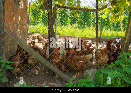 Une couvée de brown/rouge poulets dans leur enceinte clôturée avec coop en milieu rural au nord-ouest de la Slovénie Banque D'Images