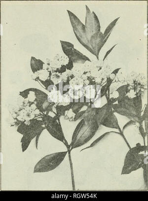 . Bulletin. 1901-13. L'agriculture ; l'Agriculture. Ameublement PLAKTS ET SES FEUILLES MÉDICINALES NOUS. 17 MOUNTAIN LAUREL. Kalmid la je si olid L. D'autres marines communes.-laurel à larges feuilles, le kalmia à feuilles larges, American laurel, Kalmia, rose laurel, lauréole, petit bois, laurel laurel, Kalmia, calico, bush, spoouwood s]JOon- hunt, Ivy Bush, grandes feuilles de lierre, de calmoun. flabitatand wicky, gamme.-l'mountain laurel se trouve dans le sol rocheux ou sableux dans les bois du Nouveau- Brunswick au sud de l'Ohio, Flor- ida, et en Louisiane. Discrip(io7i.-c'est un arbuste à feuilles f romabout 4 à 20 pieds de hauteur, avec lea Banque D'Images