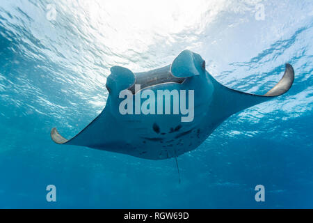 La raie manta géante, Mobula alfredi, boucle ses ailes alors qu'elle nage près de la surface dans des eaux bleues claires Banque D'Images