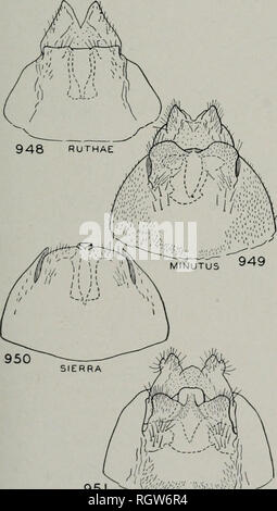 . Bulletin. Histoire naturelle ; l'histoire naturelle. Août, 1944 Ross : Caddis vole de l'Illinois 285 avec partie dorsale que légèrement brûlé à l'apex, partie ventrale fusiformes, étroites et pointues à l'apex. Holotype, homme. - Yosemite National Park, Californie, le long de la fourche de Dana, tou- lumne River, d'une altitude de 8 500 pieds : 15 août 1935, H. J. Rayner. Allotype, femme-Mêmes données que pour l'holotype. Paratypes.-Mêmes données que pour l'holotype, 6S. Oligophlebodes rtithae nouvelles espèces les ptérygopodes horizontale place cette espèce dans le même groupe que s'tgma et ardis ; elle diffère de ces deux dans le long apex de la clas Banque D'Images