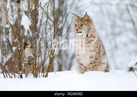 Beau mignon cub lynx dans la forêt d'hiver froid Banque D'Images