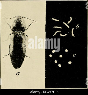 . Bulletin. Les insectes ; les insectes nuisibles ; entomologie ; insectes ; les insectes nuisibles ; l'entomologie. Bui. 123, Bureau de l'entomologie, U S. Dept de l'Agriculture. La seconde plaque. Étapes de l'Sugar-Beet taupin. Vblr (/E. Fig. c- FiG. rt.-adulte. Fig. h. -Les oeufs. (Original.) -Les jeunes. Veuillez noter que ces images sont extraites de la page numérisée des images qui peuvent avoir été retouchées numériquement pour plus de lisibilité - coloration et l'aspect de ces illustrations ne peut pas parfaitement ressembler à l'œuvre originale.. United States. Bureau international de l'entomologie. Washington : G. P. O. Banque D'Images