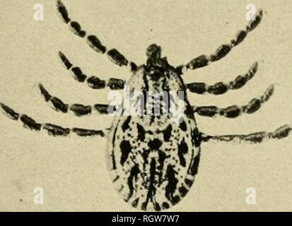 . Bulletin. Les insectes ; les insectes nuisibles ; entomologie ; insectes ; les insectes nuisibles ; l'entomologie. . Veuillez noter que ces images sont extraites de la page numérisée des images qui peuvent avoir été retouchées numériquement pour plus de lisibilité - coloration et l'aspect de ces illustrations ne peut pas parfaitement ressembler à l'œuvre originale.. United States. Bureau international de l'entomologie. Washington : G. P. O. Banque D'Images