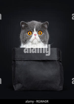 Exotic Shorthair drôle assis en noir Sac de papier, à côté de l'appareil photo ci-dessus avec de grands yeux orange. Isolé sur fond noir. Face à une patte comme t Banque D'Images