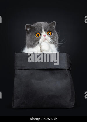 Exotic Shorthair drôle assis en noir Sac de papier, à côté de l'appareil photo ci-dessus avec de grands yeux orange. Isolé sur fond noir. Face à une patte comme t Banque D'Images