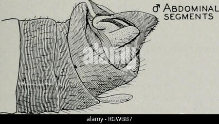 . Bulletin. Histoire naturelle ; l'histoire naturelle. (JAbdominal ^ tergites sternites abdominaux. Fig. 26.-Nemoura venosa. Cjills les nymphes en région cervicale (Frison 1935", tig. 264) venosa ^'sans branchies en région cervicale, fig. 21, p. 261... trispinosa Nemoura trispinosa Claassen Nemoura trispinosa Claassen (1923, p. 289). Description originale, $ , $ . Cette espèce a été décrite à partir de New York par les spécimens et enregistré par Needham &AMP ; Claassen (1925) à partir de Québec. Les conclusions de cette espèce dans une petite relique isolée dans le nord de l'Illinois, de l'habitat de la même localité qui produ Banque D'Images