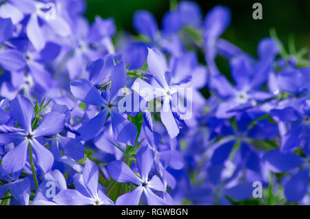 Belles fleurs bleu, close-up. Fond bleu de fleurs de printemps. Phlox bleu. Banque D'Images