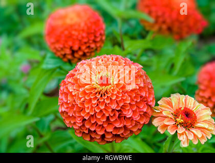 Les zinnias floraison dans le jardin d'été. Banque D'Images