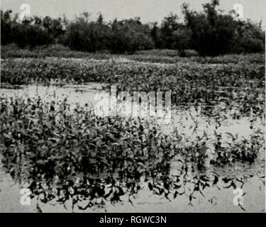 . Bulletin. Histoire naturelle ; l'histoire naturelle. Août 1941 BELLROSE : DUCK FOOD PLANTS 265 eaux, le sable se dépose d'abord à partir de l'eau et, quelques heures après que l'eau s'apaise, les particules de limon commencer à s'installer. C'est parfois une question de dajs, toutefois, avant d'amende, suspension de particules d'argile commencent à s'établir à partir de l'eau immobile. D'eau qui se jettent dans les lacs des basses terres sont une autre source importante de sedimen- tation. Au cours des 5 dernières années. Crane Lake a été le remplissage jusqu'à un rythme rapide en raison des dépôts de l'eau du canal de la Rivière Sangamon. Plusieurs autres lacs sont dans le sam Banque D'Images