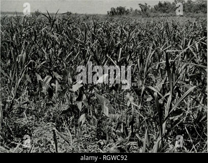 . Bulletin. Histoire naturelle ; l'histoire naturelle. Août 1941 BELLROSE : DUCK FOOD PLANTS 257 la fluctuation des niveaux d'eau touchent ces marais et de plantes du sol humide et sauvage comme Walter est le mil, figs. 19-20, chufa. coupe-herbe, riz certaines smartweeds et l'amarante, ainsi que les plantes aquatiques. Vhen ces plantes sont inondés dans leurs plus turbides immatures les eaux moins profondes, l'être- vient la profondeur maximum à laquelle différentes espèces de plantes aquatiques sont capables de vivre. Au cours de l'été de 1939 et 1940, la transparence de nombreux lacs le long de la. Fig. 16. - Reste ut .i ot lit iScigit canard, pommes de terre/cuiii lali Banque D'Images