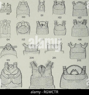 . Bulletin. Histoire naturelle ; l'histoire naturelle. 326 ILLINOIS NATURAL HISTORY SURVEY BULLETIN XX:IV. 264 203 205 'plaque viii vue dorsale des mâles adultes de segments abdominaux terminal Fig. 189.-Nemoura venosa. Fig. 190.- Taeniopteryx parvula. Fig. 191.-Chloroperla cydippe. Fig. 192.-Isoperla decepta. Fig. 193.-Isoperla inohri. Fig. 194.-Leuctra. claasseni Fig. 195.-Taeniopteryx nivalis. Fig. 196.-Isoperla minuta. Fig. 197.- Isoperla richardsoni. Fig. 198.-Isoperla bilineata. Fig. Strophopteryx Jasciata 199.-. Fig. 200.-Atoperla ephyre. Fig. 201.-Perlinella drymo. Fig. 202.-Perlesta placida. Fig. 203.-N Banque D'Images