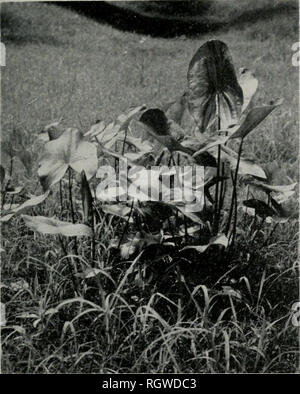 . Bulletin. Histoire naturelle ; l'histoire naturelle. Août, 1959 Anderson : habitudes alimentaires des INIigratory 337 canards. Fig. 17.-duck-pomme de terre [Sagittaria lafifolia), connu aussi sous le nom de flèche, flèche d'eau, ou boot-jack. Il valeur canards plus pour ses graines que pour ses tubercules. matière organique totale contenu du gésier col- gistrement pour l'examen, le tableau 38. L'usine apparemment augmenté, la valeur alimentaire de canard comme la saison d'automne ne décline. En octobre, il représente moins de 1  % du contenu des gésiers, mais 3  % en décembre. Cette plante peut être considérée comme un canard équitable nourriture tout au long de l'automne, l'augmentation de je Banque D'Images