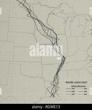 . Bulletin. Histoire naturelle ; l'histoire naturelle. Sept.. 1970 Bellrose &AMP ; Crompton : comportement migratoire de 195 canards. Fig. 14. - Les lignes axiales, 1955-1960, de la bande de recouvrement indirect de canards colverts bagués à l'Union County, près de Ware, Illinois. à l'est de celle de 1957. Dans le vol de masse 1955 le vent était fort de l'ouest, tandis qu'en 1957, le vent était presque aussi fort du nord-est. Au moment de l'année 1956 et 1957, les vols de masse, faible couvert de nuit réduit la visibilité à moins d'un kilomètre. Les régions traversées par le passage de la sauvagine dans le sud du Minnesota et le nord de l'un Banque D'Images