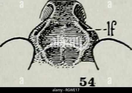 . Bulletin. Histoire naturelle ; l'histoire naturelle. Pirf^ 50. Veuillez noter que ces images sont extraites de la page numérisée des images qui peuvent avoir été retouchées numériquement pour plus de lisibilité - coloration et l'aspect de ces illustrations ne peut pas parfaitement ressembler à l'œuvre originale.. L'Illinois. Natural History Survey Division. État de l'Illinois, Urbana, Ministère de l'enregistrement et l'éducation, la Division d'Histoire Naturelle Banque D'Images