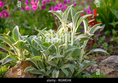 Stachys. Stachys plante de jardin. Stachys dans le lit de fleur décore le jardin. Banque D'Images