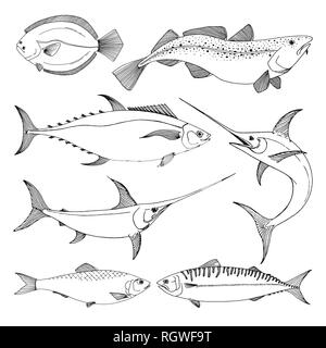 Ensemble de différents poissons de mer. Vector illustration au croquis style. Illustration de Vecteur