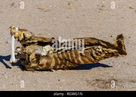 Springbok morte sur le sable rouge du désert d'Afrique, la Namibie. Banque D'Images