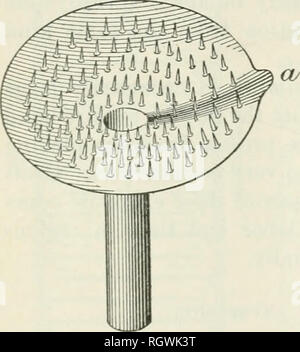 . Bulletin. 1901-13. L'agriculture ; l'Agriculture. 22 LA PEODUCTION D'HUILES VOLATILES ET DE PARFUMERIE LES PLANTES. Cette méthode a été largement déplacées par la simple expression de l'huile. En raison de la facilité avec laquelle les pelures des fruits libérer l'huile, une méthode d'expression s'applique très bien pour le sepa- ration de l'huile. Habituellement les pelures de demi-sections du fruit sont retournés et la pression exercée sur la surface extérieure de manière à la rupture d'une large majorité des navires pétroliers. L'huile ainsi libéré est recueilli sur une éponge, qui absorbe et il f Banque D'Images