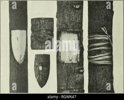 . Bulletin. 1901-13. L'agriculture ; l'Agriculture. 22-SEMIS INARCH ET INFIRMIÈRE-PLANT PROPAGATION. respect. L'eau est mieux fournie à l'phmts l)y un arrosoir arrosage avec pièce jointe. Dès que les plantes sont établis dans leurs embases thej^ devrait être progressivement exposés à l'air et de soleil. Les plantes cultivées par cette méthode (PI. V, fig. 2), en progrès immédiatement au-dessus du sol, peut être envoyé sans problème de longues distances par la poste. Le Bureau de l'industrie des végétaux a été expédiés par courrier à plantes inarched les îles Hawaï, et plusieurs centaines ont aussi été envoyé par courrier à l'e Banque D'Images