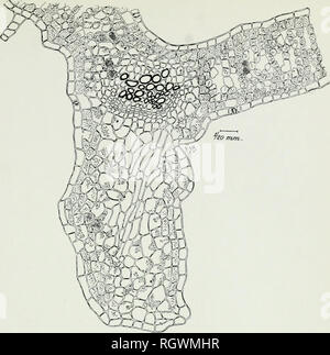 . Bulletin. 1901-13. L'agriculture ; l'Agriculture. Bui. 122, Bureau de l'industrie des végétaux, U.S. Dept. of Agriculture. IV. la plaque. Fig. 1.-Cross Section par une veine d'une feuille de betterave affectés avec Curly-Top. r^tr ?. Veuillez noter que ces images sont extraites de la page numérisée des images qui peuvent avoir été retouchées numériquement pour plus de lisibilité - coloration et l'aspect de ces illustrations ne peut pas parfaitement ressembler à l'œuvre originale.. United States. Bureau de l'industrie des végétaux, les sols, et le génie agricole. Le gouvernement de Washington. L'impression. Off Banque D'Images