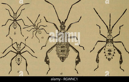 . Bulletin. Les insectes ; les insectes nuisibles ; entomologie ; insectes ; les insectes nuisibles ; l'entomologie. Fig. 20.-l'usine du nord à pieds des feuilles- bug (Leptoglossus oppositus) : un bug, Mature ; b, chaîne d'oeufs ; c, d'oeufs de fin ; d, sculpture d'œuf ; e, d'oeufs d'un côté, montrant l'ouverture de jeunes qui a pris la fuite, a, b, c, e, grandeur nature ; d, environ deux fois la taille naturelle. De Chittenden.. Fig. 21.-l'usine du nord à pieds des feuilles-bug : un premier stade de nymphe, ; b, deuxième stade larvaire ; c, troisième stade ; d, quatrième stade ; e, cinquième stade larvaire. Grande environ 3 diamètres. De Chittenden. Cette espèce en grand nombre sur l'espagnol ou à baïonnette Banque D'Images