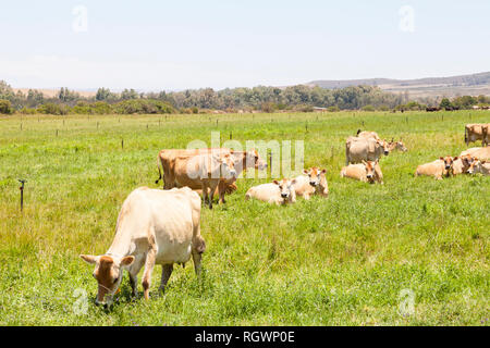 Troupeau de vaches Jersey marron , le pâturage du bétail dans un écrin vert pâturage en été dans un paysage rural Banque D'Images