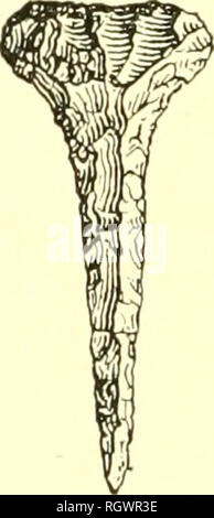 . Bulletin. De l'ethnologie. Fig. 209. Points de perçage de pierres.. 11 Fig. 210. Points de forage de silex taillée. Points de forage sont de deux tjpes, le solide et le tubulaire. Les points solides peut être n'importe quelle pierre tranchant ou pointu, comme le montrent les figures 200 et 210, ou d'autres matériaux plus tendres, minéral, végétal, animal, ou l'utilisation du sable comme l'agent de polissage. La tubulaire. Veuillez noter que ces images sont extraites de la page numérisée des images qui peuvent avoir été retouchées numériquement pour plus de lisibilité - coloration et l'aspect de ces illustrations ne peut pas parfaitement ressembler à l'œuvre originale.. Smit Banque D'Images