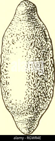 . Bulletin. De l'ethnologie. 350 BUREAU OF AMERICAN ETHNOLOGY (bull. Bronze 60 étaient employées dans IMiddle et en Amérique du Sud pour de telles fins ne peut pas être déterminée. Les analyses des bronzes trouvés au Pérou, par exemple, indiquent une large gamme de dureté. Le plus dur n'aurait servi à l'exploitation directe de sciage à façon de toutes sortes de pierres, alors que la plus douce, ainsi que le cuivre, aurait servi dans le sciage des pierres plus doux, et même la plus difficile avec l'aide de sable. Le forage primitive arts étaient de première importance pour les aborigènes et d'intérêt sont plus à l'abrasion rotative de stu- ne de primitive Banque D'Images