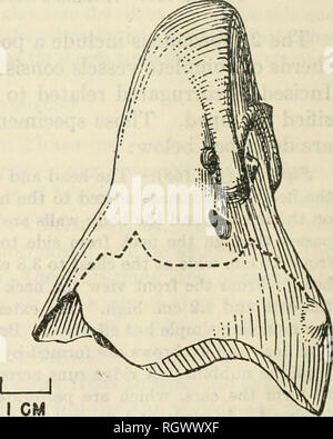 . Bulletin. De l'ethnologie. Figure 158.-Acauan figurine de Phase J-12-Jurupucii. Veuillez noter que ces images sont extraites de la page numérisée des images qui peuvent avoir été retouchées numériquement pour plus de lisibilité - coloration et l'aspect de ces illustrations ne peut pas parfaitement ressembler à l'œuvre originale.. Smithsonian Institution. Bureau of American Ethnology. Washington : G. P. O. Banque D'Images