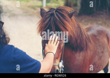 Des mains qui se touchent, le cheval, la relation entre les personnes et les animaux. Banque D'Images