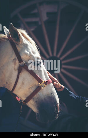 Des mains qui se touchent, le cheval, la relation entre les personnes et les animaux. Banque D'Images