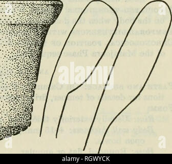 . Bulletin. De l'ethnologie. .Â Â ¢ :' :&gt;5 ?Â"*Â"jw&Lt ;. Â ¢'. Â ¢..-..â¢Â"s,W"'*" - Â"Â""'' La Figure 114.âRim adulte et formes de navire Double-Anajds a glissé de la phase Marajoara incisées.. Veuillez noter que ces images sont extraites de la page numérisée des images qui peuvent avoir été retouchées numériquement pour plus de lisibilité - coloration et l'aspect de ces illustrations ne peut pas parfaitement ressembler à l'œuvre originale.. Smithsonian Institution. Bureau of American Ethnology. Washington : G. P. O. Banque D'Images