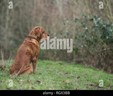 Labrador chien assis Banque D'Images