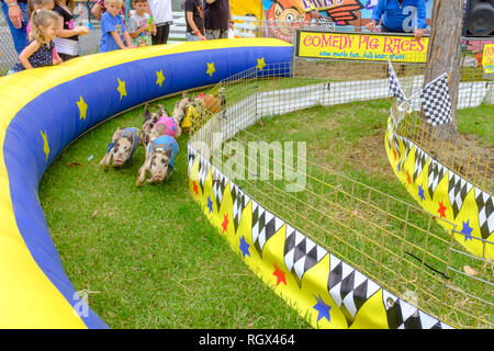 Les enfants et les adultes à regarder les porcelets course, tournant autour du circuit de course, s'amusant à pig racing à salon de l'agriculture des pays de l'Australie, NSW, Australie Banque D'Images