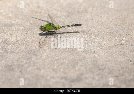 Pondhawk libellule qui vient d'atterrir sur un trottoir Banque D'Images