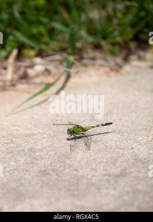 Pondhawk libellule qui vient d'atterrir sur un trottoir Banque D'Images