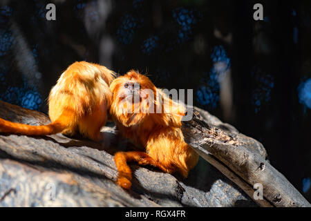 Singe mignon Tamarin Doré à l'intérieur de Parc le Loro dans une journée ensoleillée de l'île de Ténérife, Espagne Banque D'Images